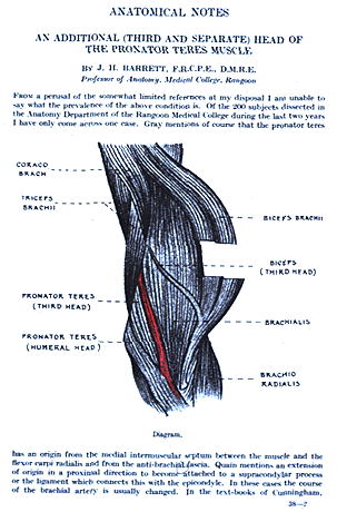 Image of pronator teres third head