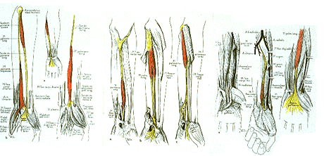 Image of varieties of palmaris longus