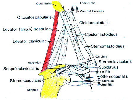 Image of varieties of chest, neck, and shoulder muscles