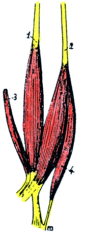 Image of the fourth head of biceps brachii