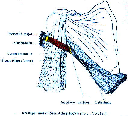 Image of axillary arch