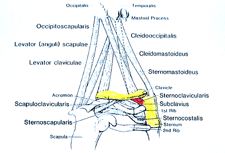 Image of varieties of chest, neck, and shoulder muscles