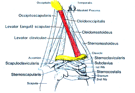 Image of varieties of chest, neck, and shoulder muscles