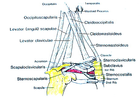 Image of varieties of chest, neck and shoulder