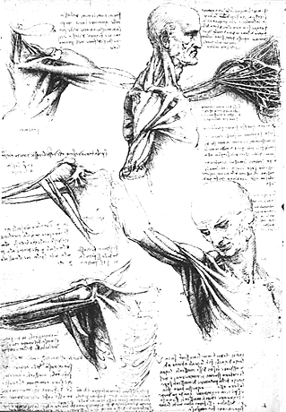 Image of infraspinatohumeralis and pectoralis major