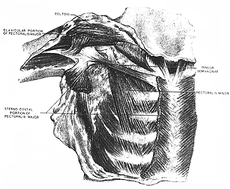 Image of tensor semivaginae