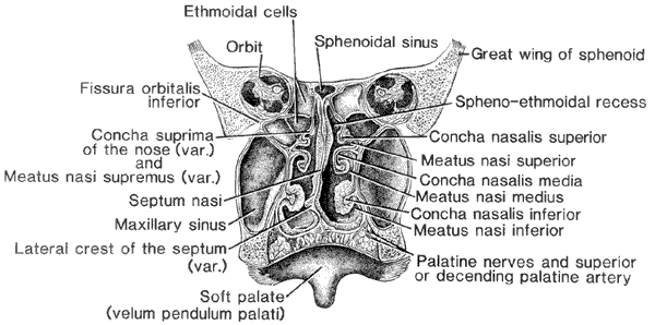 Variations in Nasal Conchae