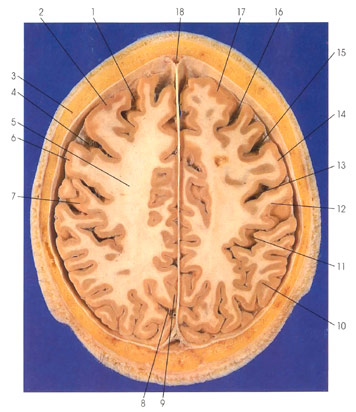 Plate 1.5