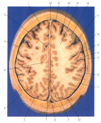 Plate 1.6