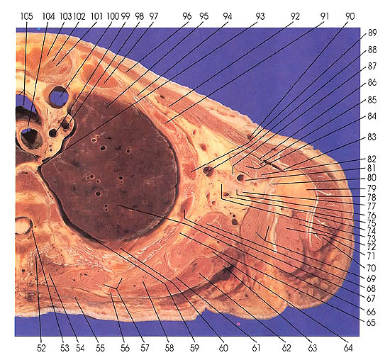 Plate 2.8b