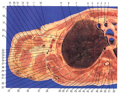 Plate 2.9a