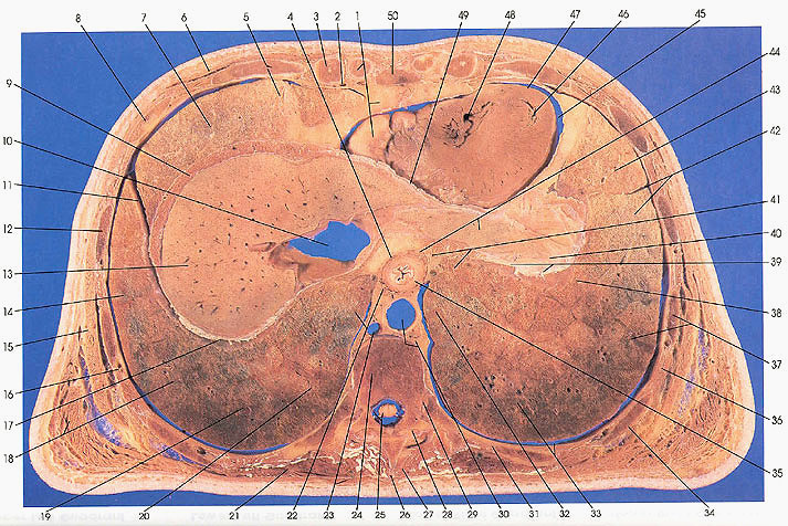 Plate 3.9