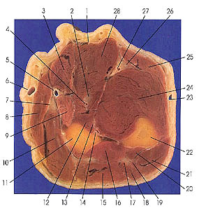 Plate 4.16