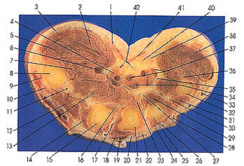 Plate 4.31