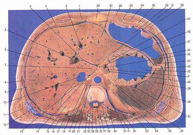 Plate 5.5