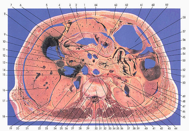 Plate 5.9