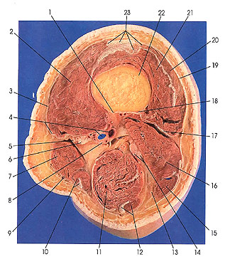 Plate 7.5