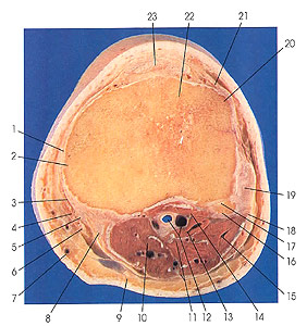 Plate 7.16