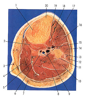 Plate 7.18