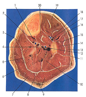 Plate 7.20