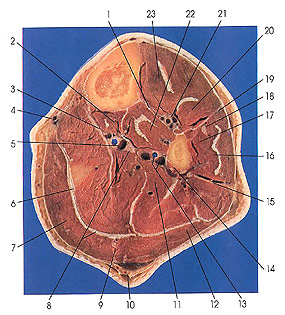 Plate 7.21