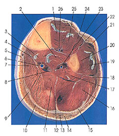 Plate 7.23