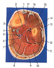 Plate 7.25