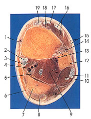 Plate 7.27