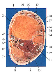 Plate 7.28