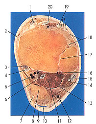 Plate 7.29