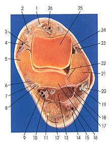 Plate 7.30