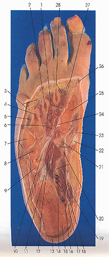 Plate 7.38