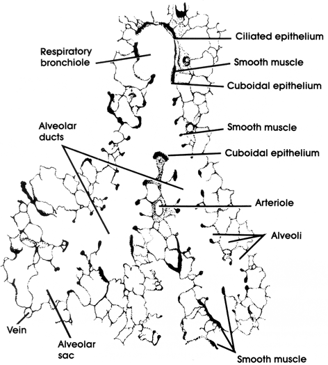 Figure 11A