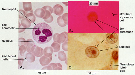 Plate 1.2: Nucleus