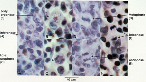 Plate 1.4: Cell Division