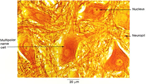 Plate 1.10: Cytoplasmic Fibrils