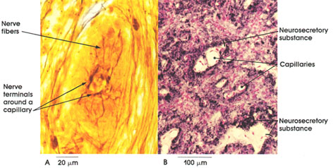 Plate 6.116 Neurohypophysis