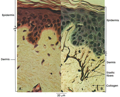 Plate 7.133 Skin: Shoulder