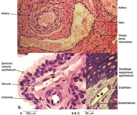 Plate 8.157 Muscular Arteries, Veins, and Capillary Blood Vessels