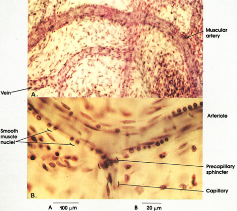 Plate 8.158 Blood Vessels