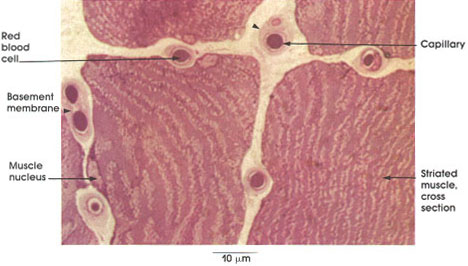 Plate 8.159 Capillary Basement Membrane