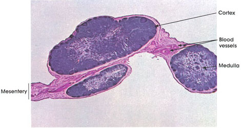 Plate 9.164 Lymph Nodes