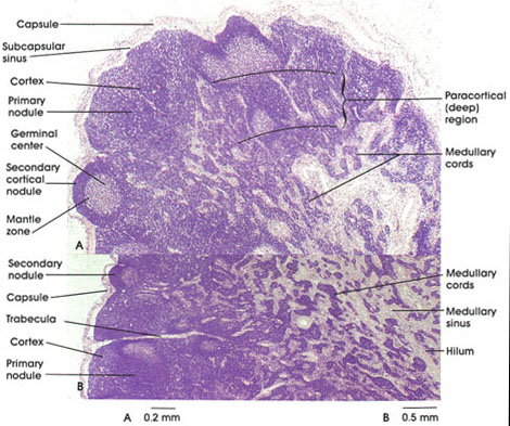 Plate 9.166 Lymph Node