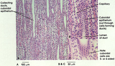 Plate 2.17: Cuboidal Epithelium