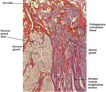 Plate 10.180 Tongue: Mucous and Serous Glands