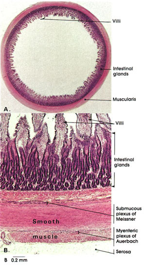 Plate 10.199 Jejunum: Cross Section