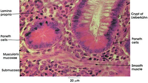 Plate 10.200 Jejunum