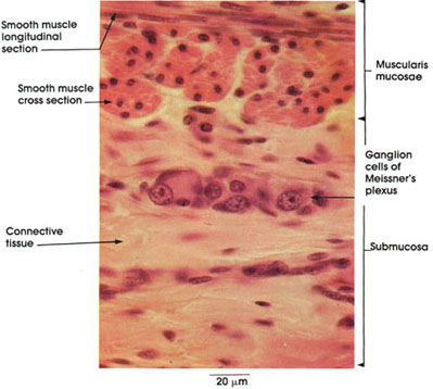 Plate 10.201 Jejunum