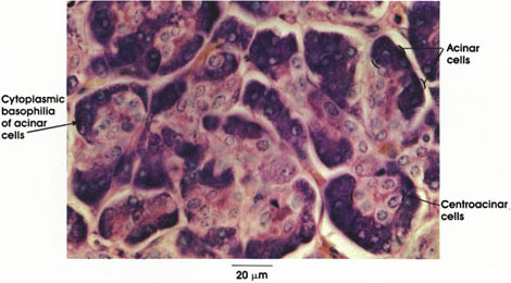 Plate 10.213 Pancreas