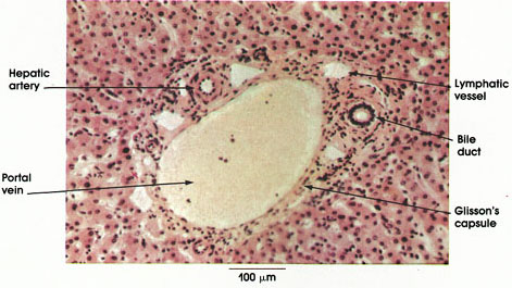 Plate 10.214 Liver: Portal Canal